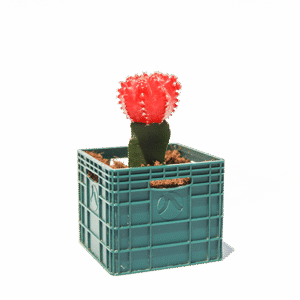 עציץ תנובה